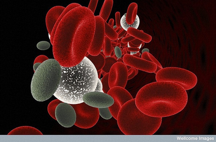人體血球細胞模擬圖。仿血小板奈米顆粒,增加凝血速度?