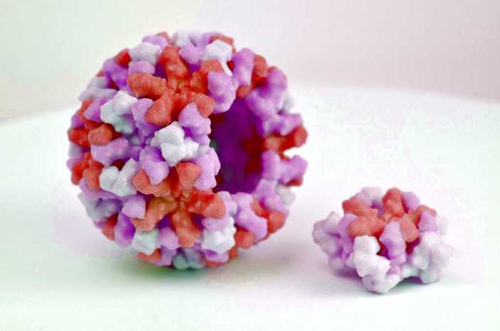 諾羅病毒的3D列印模型