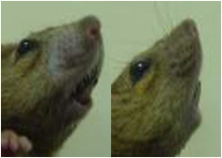 公鼠嘴部落毛現象。對照組(左)vs實驗組(MP治療)結果比較。