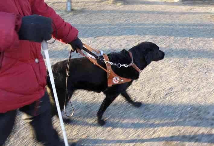 導盲犬是視障者的好助手。視障者看不到的影像，能轉換成舌頭刺激嗎? 