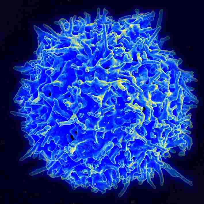 電子顯微鏡下，健康人的T細胞。