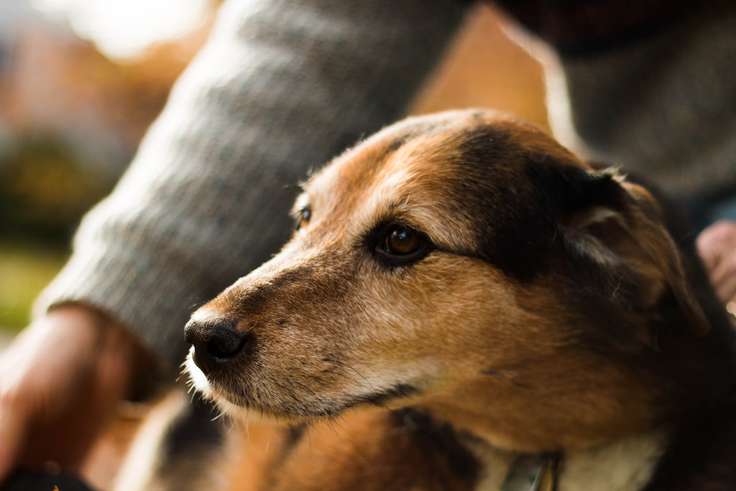 合成狗，目標是減少犬類動物在醫學臨床教育的使用。