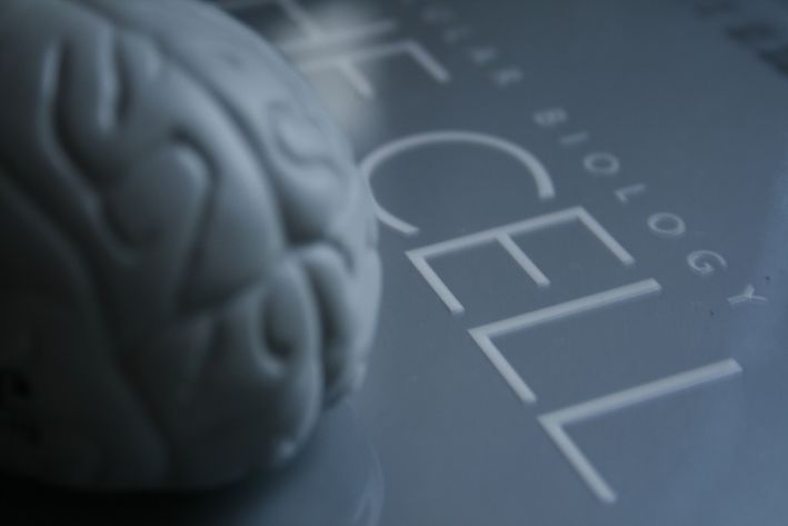 3D生物列印人腦?透視複雜結構和機制