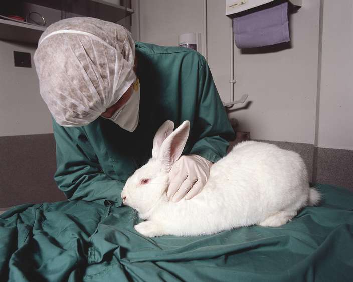 醫材開發,動物實驗心得分享
