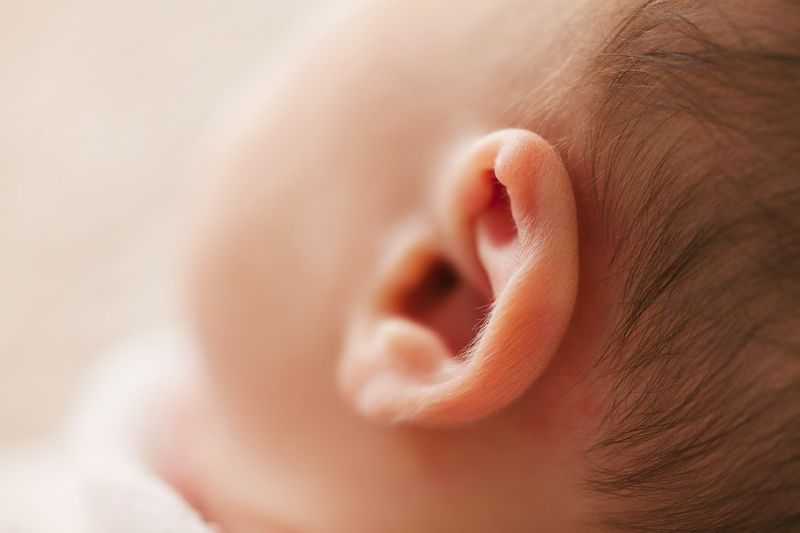 耳朵組織不完整，能直接生物列印?