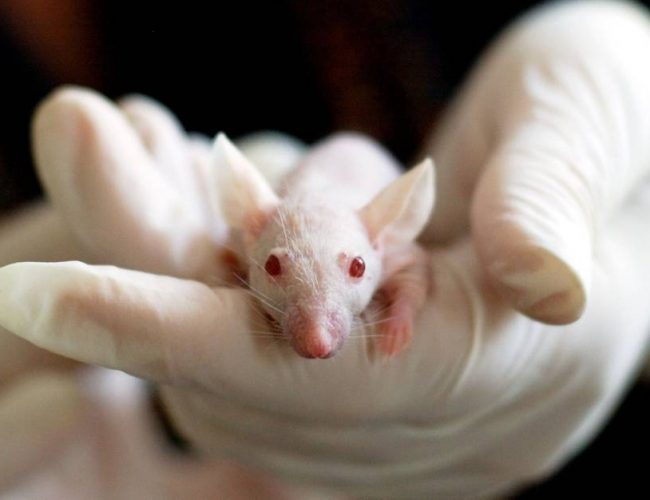 以色列科學家讓鼠胚胎在子宮外生長