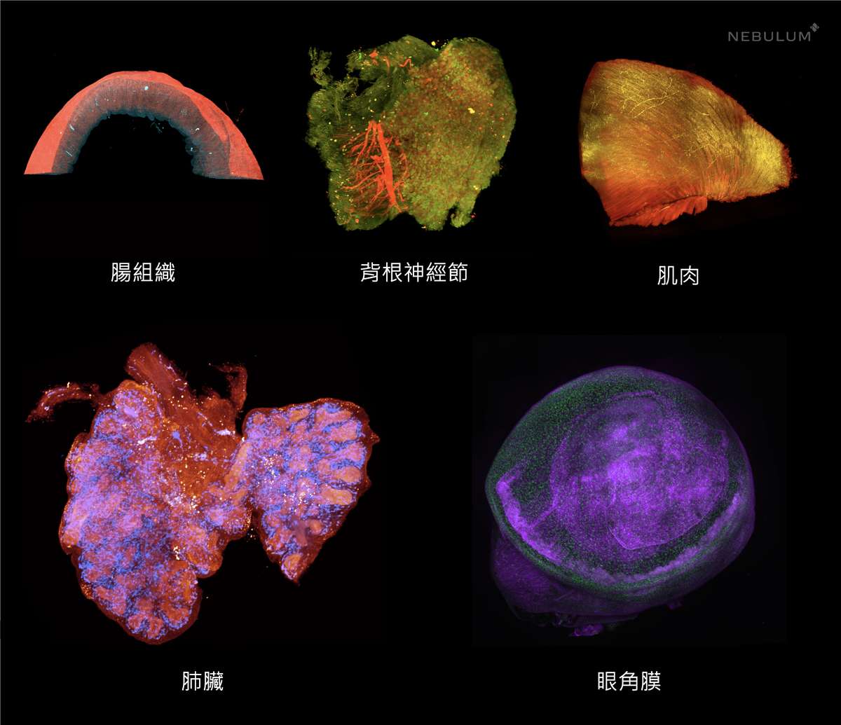 小鼠的各部位3D病理組織影像。
